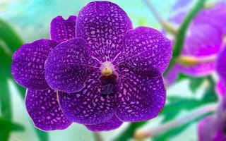 Картинка Орхидея,  Природа,  Орхидеи,  Цветы