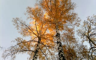 Картинка Осень