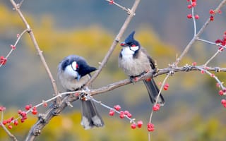 Картинка Couple Birds Macro,  Macro,  Птицы,  Couple