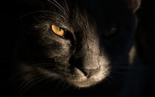 Картинка кот, кошки, кошка, кошачьи, домашние, животные, морда, черный