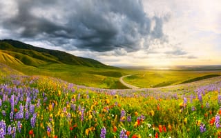 Картинка пейзаж, цветы, горы, долина, небо, дорога, природа, закат, зелень, лето