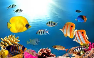 Картинка рыба-бабочка, экзотическая, тропическая, рыба, подводный мир, подводный, океан, море, коралл, коралловй риф, экзотический