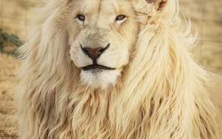 Картинка лев, животные, животное, природа, самец, альбинос, белый