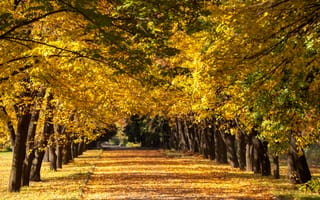 Картинка осень, пейзаж, деревья, желтые листья, дорога, природа, парк