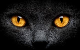 Картинка кот, черный, глаза, животное, портрет, мистика, фото