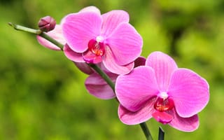 Картинка Цветы,  Орхидея,  Макро