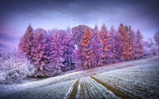 Картинка лес, деревья, дерево, природа, осень, осенние, время года, сезоны, сезонные, зима, иней, изморозь, белый, снег