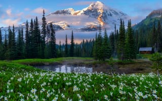 Картинка горы, природа, цветы, озеро, лес, пейзаж, закат