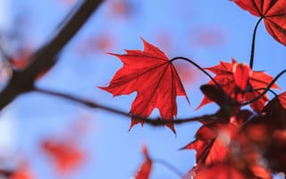 Картинка красные листья, осень, природа, дерево, небо, фотография, пейзаж