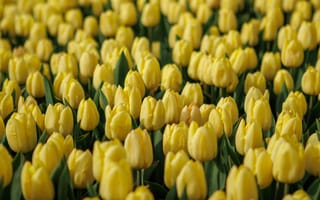 Картинка тюльпаны, желтые, цветы, природа, сад, весна, красота