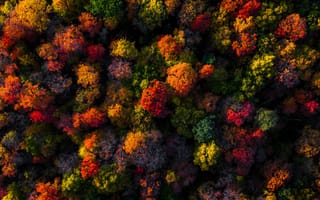 Картинка осень, деревья, пейзаж, природа, цвета, листья, лес