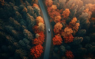 Картинка осень, лес, дорога, автомобиль, природа, пейзаж, цвета