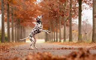 Картинка далматинец, далматин, собаки, собака, пес, животное, животные, питомец, смешной, счастливый, осень, парк, природа