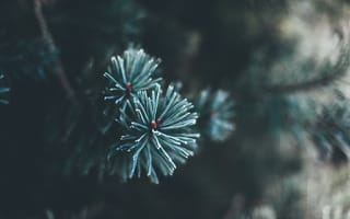 Картинка ель, ветка, природа, зеленый, фото, обои, лес