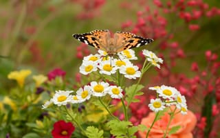 Картинка Бабочка,  Природа,  Насекомые,  Цветы