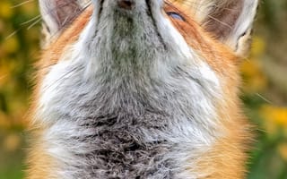 Картинка лисa, животное, животные, природа