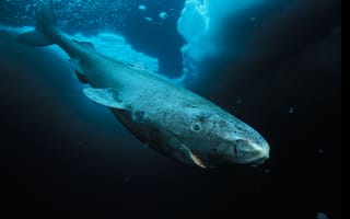 Картинка гренландская акула, гудзонский залив, лабрадор, канада, дайвинг, туризм