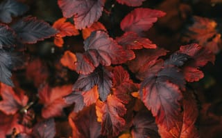 Картинка лист, листья, листва, осень, осенние, время года, сезоны, сезонные
