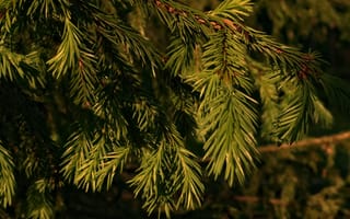 Картинка ветки, природа, зелень, лес, фото, обои, растения