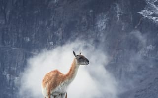 Картинка лама, животное, животные, природа, гора