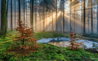 Картинка лес, деревья, дерево, лесной, природа, свет, лучи, солнечный свет, лучи солнца, утро, утренний