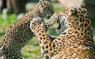 Картинка Jaguar Cub Fighting Mother,  Mother,  Fighting,  Cub,  Jaguar