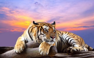 Картинка Tiger,  Дереве,  Сухом,  Лежит,  Тигр,  Полосатый