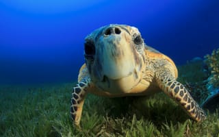 Картинка черепаха,  туризм,  дайвинг,  подводная,  океан,  индийский,  атлантический,  багамы