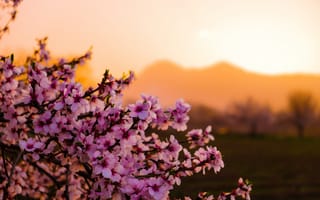 Картинка цветы, весна, закат, природа, пейзаж, вдохновение, розовый