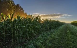 Картинка кукуруза, поле, утро, лето, природа