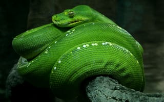 Картинка питон,  туризм,  глаза,  зеленая,  сингапур,  змея,  HD,  4k