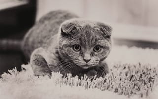 Картинка кот, животное, питомец, мягкий, шершавая, дома, черно-белый