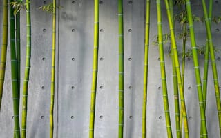Картинка бамбук, растение, природа