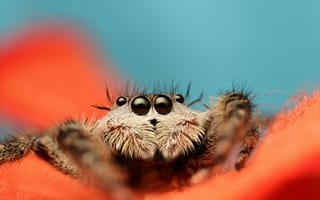 Картинка прыгающий паук, 5k, 4k, 8k, паук скакунчик, макро, черные, глаза, оранжевый, голубой, насекомые, милый, арахнид