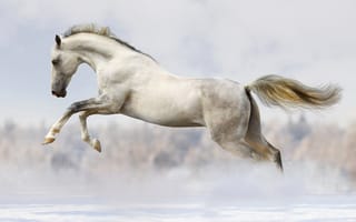 Картинка Horse,  Боке,  Белый,  Бег,  Прыжок,  Конь,  Снег,  Зима,  Лошадь,  Белая