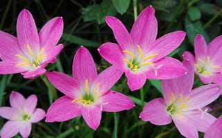 Картинка Orchid Pink Flowers,  Цветы,  Розовый,  Orchid