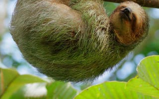 Картинка ленивец, животное, животные, природа, тропики, тропический, лес, деревья, дерево