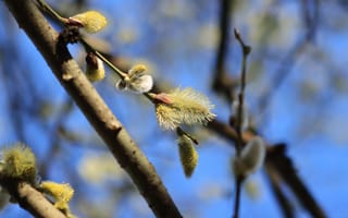 Картинка ветки, почки, природа, весна, цветы, синий, дерево