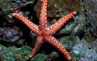 Картинка морская звезда,  красная,  туризм,  дайвинг,  подводная,  вода,  море,  океан,  индийский,  индонезия