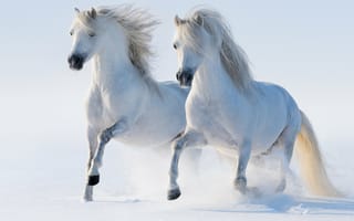 Картинка Horses,  Пара,  Бег,  Снег,  Зима,  Лошади,  Белые