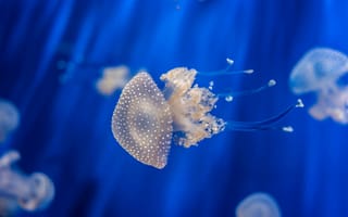Картинка медуза, 4k, 5k, 8k, генуя, италия, аквариум, вода, подводная, дайвинг, туризм