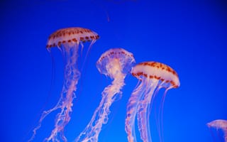 Картинка медуза, 4k, 5k, тихий океан, голубая, вода, дайвинг, туризм