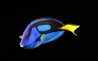 Картинка рыба,  черный,  желтая,  голубоая,  риф,  аквариум,  вода