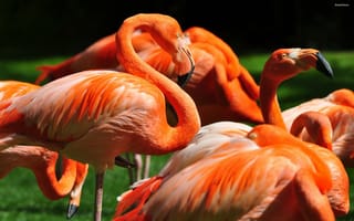 Обои фламинго, сан диего, зоопарк, птица, красные, перья, туризм