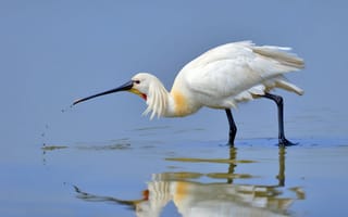 Картинка птица,  озеро,  природа,  животное,  отражение,  вода,  белая,  африка,  4k,  5k