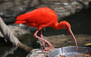 Обои красная птица, птица, животное, зоопарк, туризм, пруд, водоем