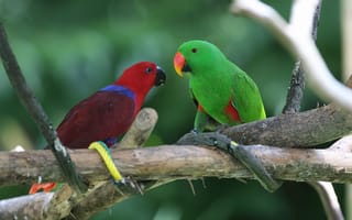 Обои амазонские попугаи, птица, зеленая, красная, природа, животное, туризм, ветка
