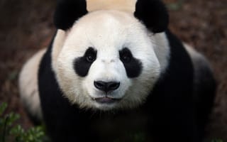 Картинка китайская панда,  природа,  глаза,  белая,  черная,  зоопарк,  животное,  китай
