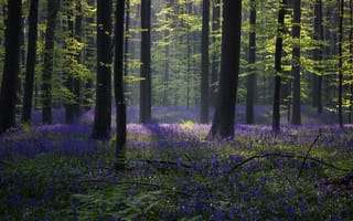 Картинка лес, колокольчик, подснежник, весна, бельгия, 4k, 5k