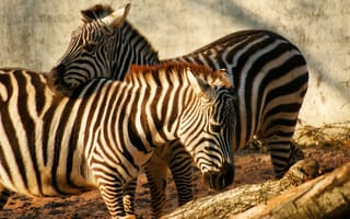 Картинка зебра, животные, животное, природа, пара, двое